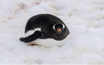 Antarctic Peninsula Zodiac Cruise & Wildlife Viewing – Antarctica Shore Excursion
